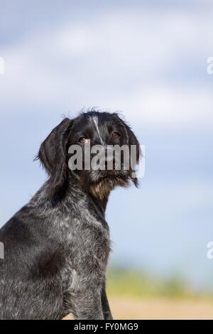 junge Deutsch Drahthaar Stockfoto