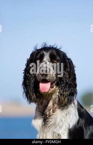 Englisch Springer Spaniel Portrait Stockfoto