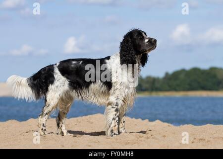 Englisch Springer Spaniel Stockfoto