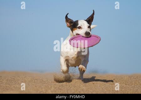 Jack Russell Terrier spielen Stockfoto