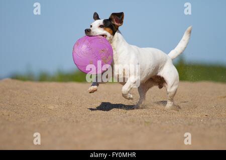 Jack Russell Terrier spielen Stockfoto