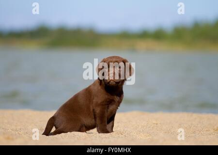 Labrador Retriever Welpen Stockfoto