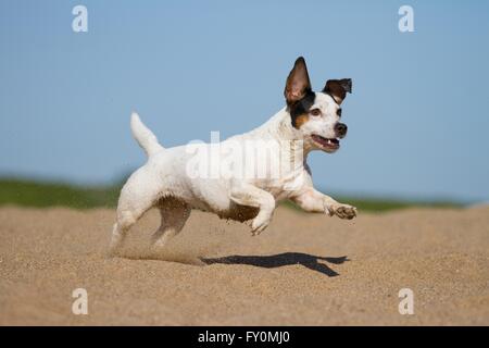 Jack Russell Terrier laufen Stockfoto