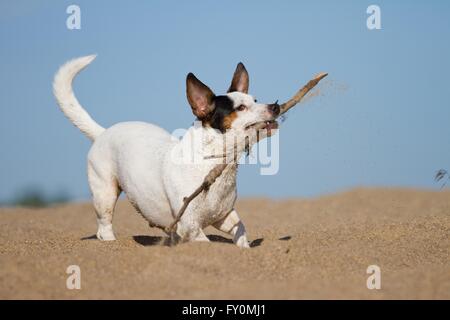 Jack Russell Terrier spielen Stockfoto