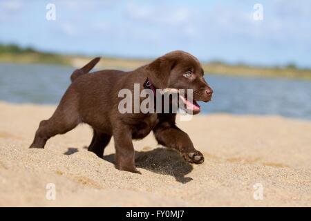 Labrador Retriever Welpen spielen Stockfoto