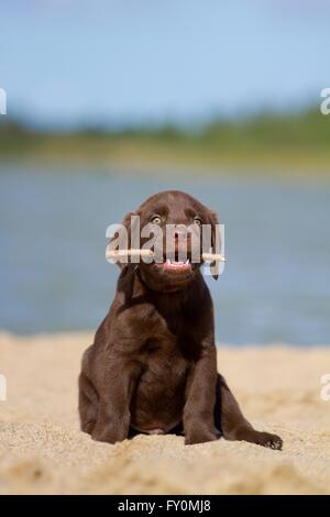 Labrador Retriever Welpen Stockfoto