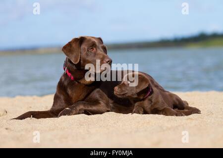 2 Labrador Retriever Stockfoto