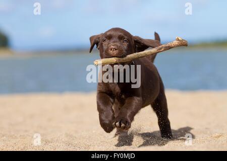 Labrador Retriever Welpen spielen Stockfoto