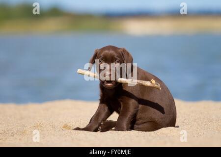 Labrador Retriever Welpen Stockfoto