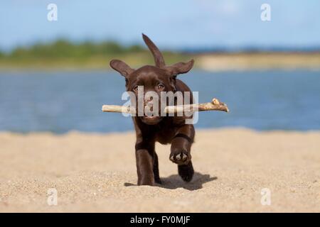 Labrador Retriever Welpen spielen Stockfoto