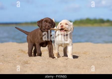 2 Labrador Retriever Welpen Stockfoto