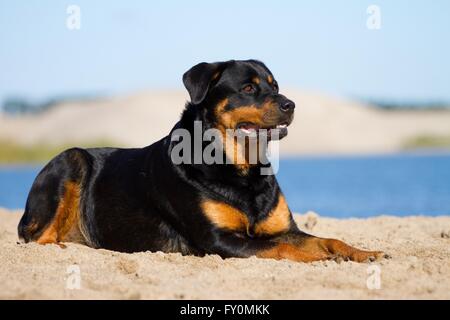 Rottweiler liegend Stockfoto