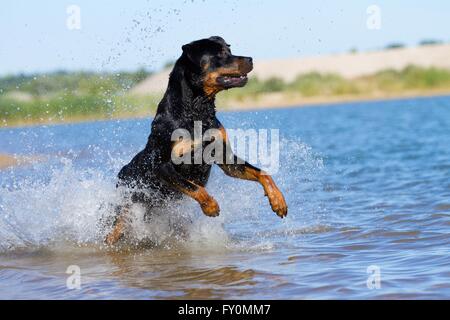 laufenden Rottweiler Stockfoto