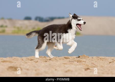 Siberian Husky Welpen Stockfoto