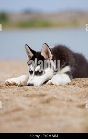 Siberian Husky Welpen Stockfoto