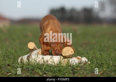 kurzhaarigen Magyar Vizsla Welpen Stockfoto