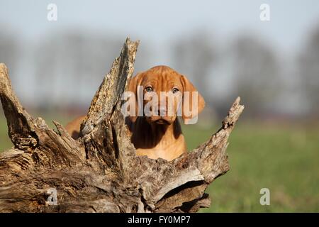 kurzhaarigen Magyar Vizsla Welpen Stockfoto