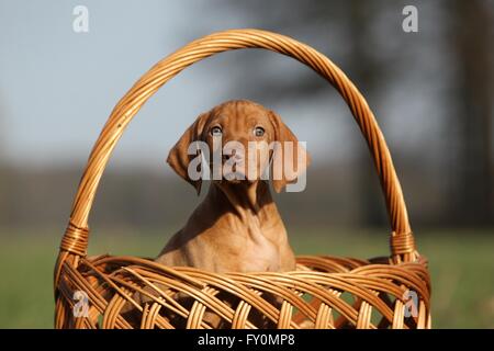 kurzhaarigen Magyar Vizsla Welpen Stockfoto
