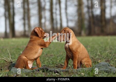 kurzhaarigen Magyar Vizsla Welpen Stockfoto