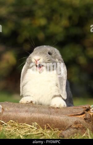 hängeohrigen Kaninchen Stockfoto