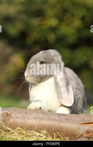 hängeohrigen Kaninchen Stockfoto