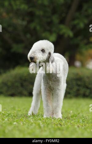 Bedlington Terrier Stockfoto