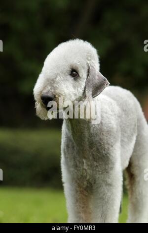 Bedlington Terrier Portrait Stockfoto