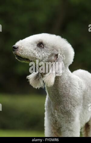 Bedlington Terrier Portrait Stockfoto