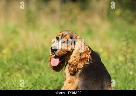 Englischer Cocker Spaniel Portrait Stockfoto