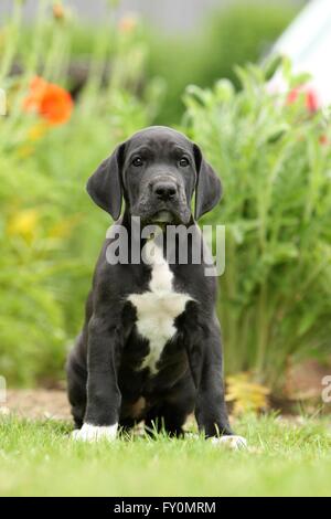 Deutsche Dogge Welpen auf dem Lande Stockfoto