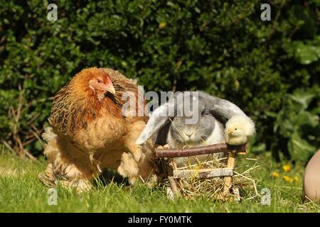 Tierfreunde Stockfoto