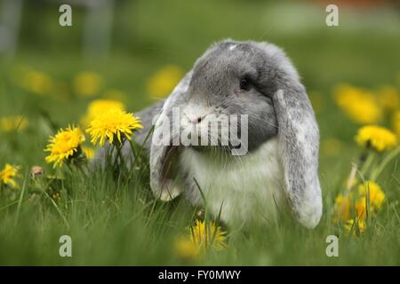 Kaninchen Stockfoto