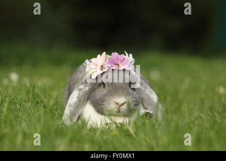 Kaninchen Stockfoto