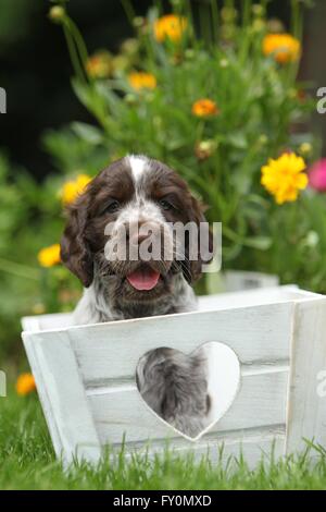 Englischer Cocker Spaniel Welpen Stockfoto