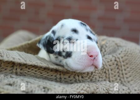 Deutsche Dogge Welpe Stockfoto