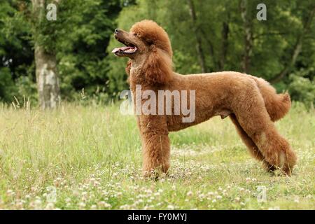 Riesige Pudel Stockfoto