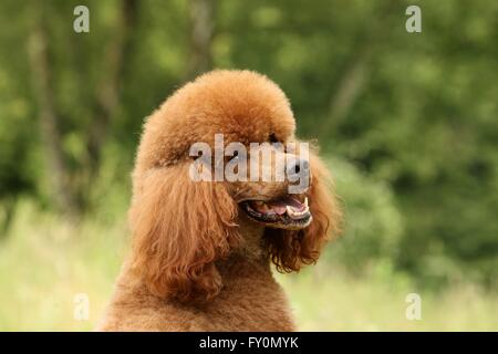 Riesige Pudel Porträt Stockfoto