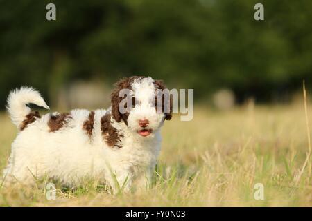 Perro de Agua Español Welpen Stockfoto