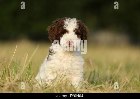 Perro de Agua Español Welpen Stockfoto