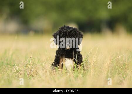 Perro de Agua Español Welpen Stockfoto