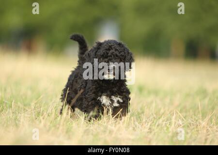 Perro de Agua Español Welpen Stockfoto