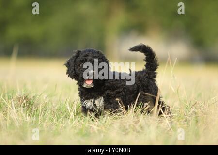 Perro de Agua Español Welpen Stockfoto
