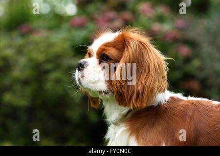 Cavalier King Charles Spaniel Portrait Stockfoto