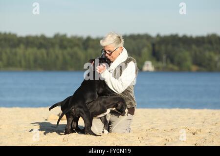 Deutsche Dogge Welpen Stockfoto