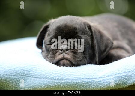 Mops Welpen Stockfoto