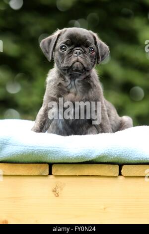 Mops Welpen Stockfoto