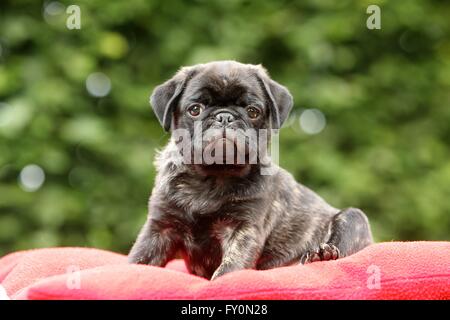 Mops Welpen Stockfoto