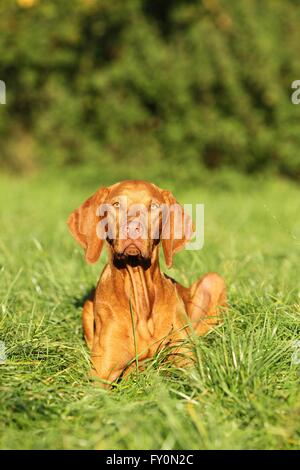 liegenden Magyar Vizsla Stockfoto