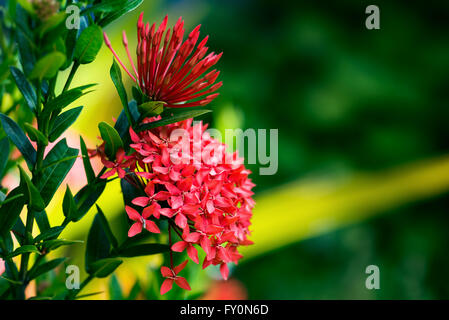IXORA Coccinea tropischen Blumen Trinidad und Tobago im Garten Stockfoto