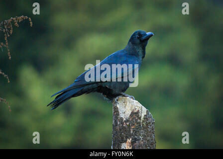 Large-billed Krähe (Corvus Macrorhynchos) thront auf einem Mast im Phobjikha Tal, Bhutan Stockfoto